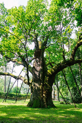 dąb Bartek drzewo stare ogromne duże pomnik przyrody cud natury las muzeum - obrazy, fototapety, plakaty