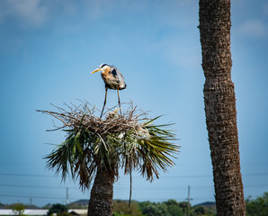 Great Blue Heron with chicks on tree top nest at Viera wetlands in Florida.