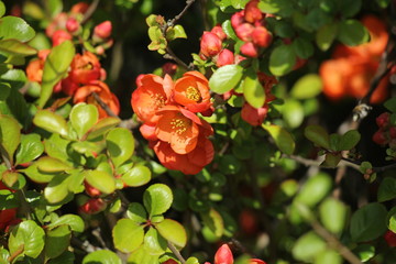 blooming barberry