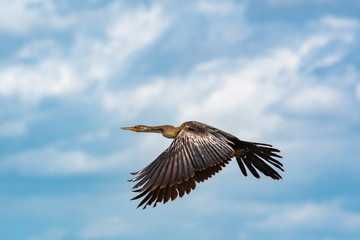 Anhinga flying over Orlando wetlands near Cape Canaveral Florida.