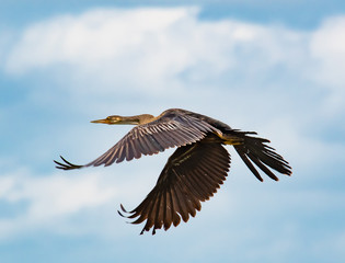 Brown Anhinga flying over lake in Gainesville wetlands in Florida.
