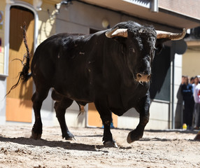 black bull with big horns