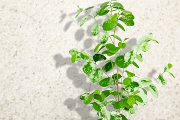 Botanical.