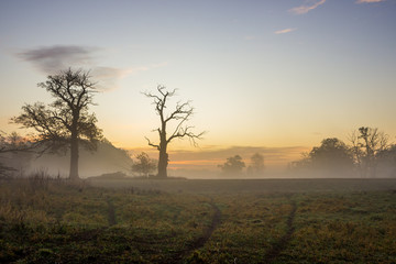 Plakat sunrise and fog over a field with a lonely tree