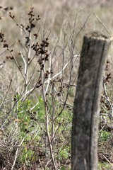 dry grass in a field