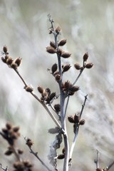 dry plant