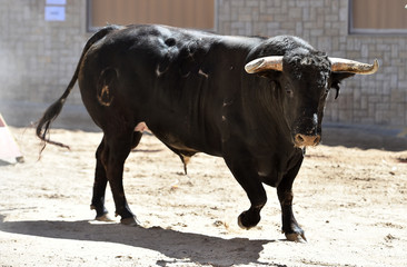 un fuerte toro español