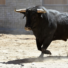 spanish bull with big horns