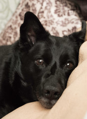 Portrait of a black dog. Black and white photo. Dark.