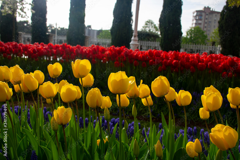 Wall mural yellow tulips in istanbul. beautiful yellow tulips in a garden