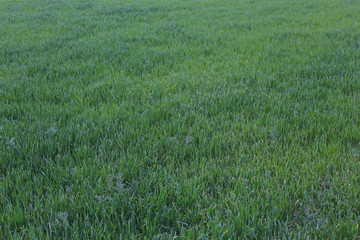 Young green wheat seedlings growing on a field. Agricultural field on which grow immature young cereals, wheat.
