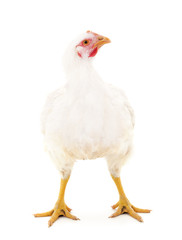 One white chicken.