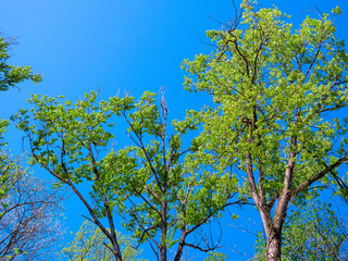 Frisches Laub im Frühöing vor blauem Himmel