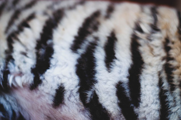 A photo of the skin of a lion cub on the side and partially of the belly. Wool texture