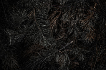 close up of a fur tree