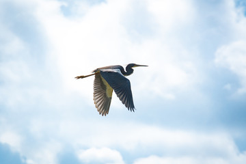 Tri-Colored Heron fishing in wetland marsh in Viera Florida.