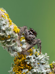 P1010016 jumping spider, Platycryptus californicus, on branch with lichen, vertical British Columbia, Canada cECP 2020
