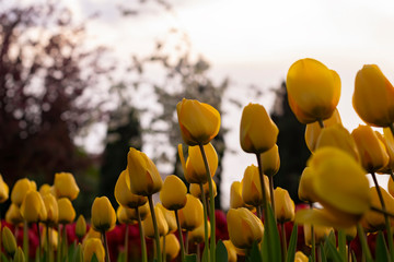 Obraz premium Group of colorful tulip. Yellow flower tulip lit by sunlight. Soft selective focus, tulip close up, toning. Bright colorful tulip photo background
