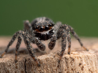 P1010043 jumping spider, Platycryptus californicus, facing camera, British Columbia, Canada cECP 2020