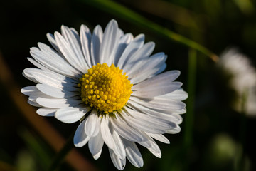 Fototapeta premium Spring flowers. Spring nature background. Close up of fresh tender chamomile in spring blooming field.
