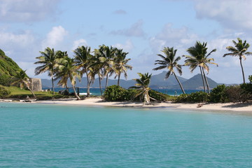 tropical beach with palm trees