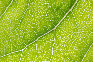Leaf vein pattern macro - obrazy, fototapety, plakaty