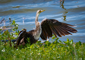 Anhinga drying wings in natural environment at Viera wetlands in Florida.
