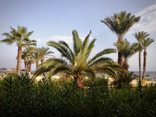 tropiki tunezja palmy lato widok krajobraz niebo plaża słońce