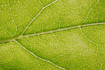 Leaf vein pattern macro