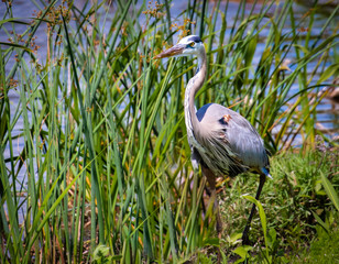 Great Blue Heron fishing in reeds at wetlands marsh in Viera Florida.