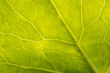 Leaf vein pattern macro