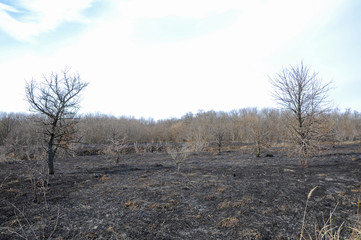 Burnt dry grass in a meadow