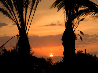 Tunezja zachód słońca palmy wieczór plaża 