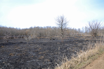 Burnt dry grass in a meadow