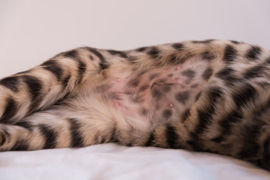 Belly of a Bengal cat. Shaved belly with a neat seam after sterilization. A week passed after the operation. Close up.