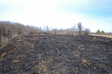 Burnt dry grass in a meadow