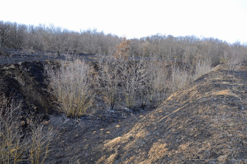 Burnt dry grass in a meadow