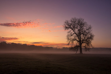 Fototapeta na wymiar sunrise and fog over a field with a lonely tree