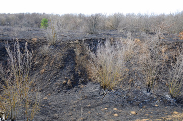 Burnt dry grass in a meadow