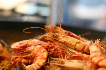 close up of fresh shrimp