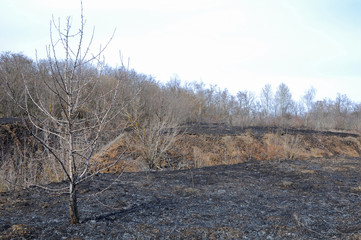Burnt dry grass in a meadow