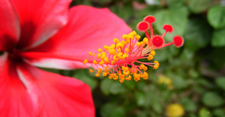 Close Up of China Rose