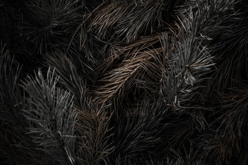 close up of a fur tree