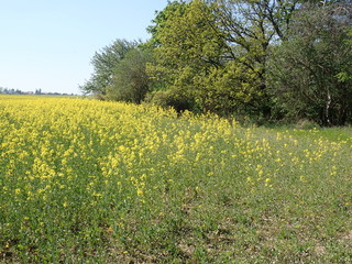  yellow field planted for oil