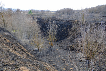 Burnt dry grass in a meadow