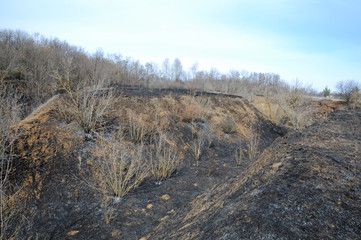 Burnt dry grass in a meadow