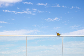Obraz premium The great kiskadee (Pitangus sulphuratus) on blue sky background