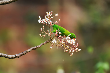 caterpillar on a flower