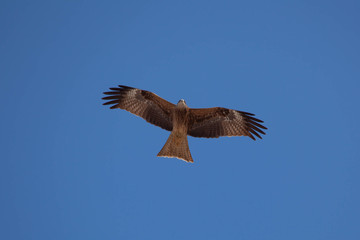 Flying black kite on blue sky