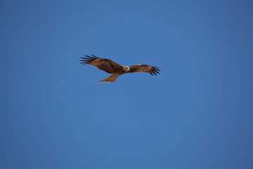 Flying black kite on blue sky
